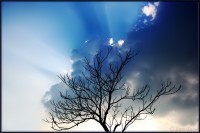 /album/animaux/battle-sun-clouds-jpg/